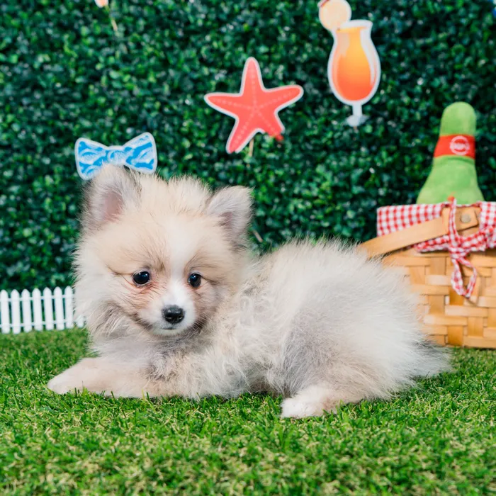 Female Pomeranian puppy named Pixie for sale at Puppy Dreams - Missouri City.