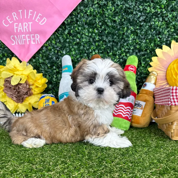 Female Shih Tzu puppy named Princess Ariel for sale at Puppy Dreams - Missouri City.