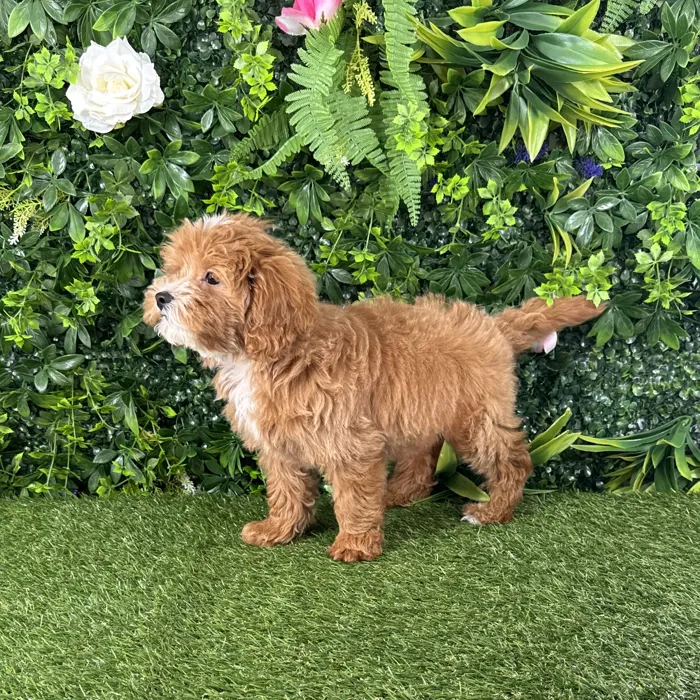 Male Cavapoo puppy named Michael for sale at Puppy Dreams - Katy.
