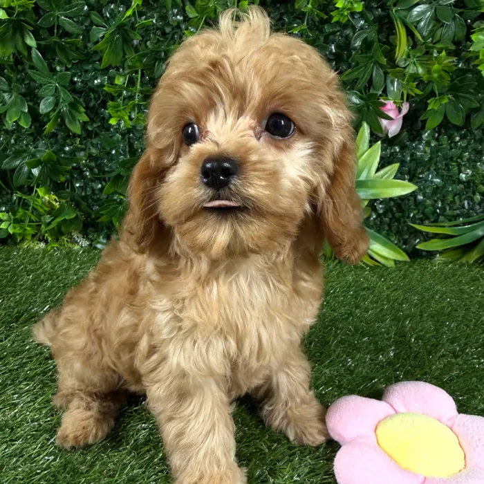 Female Cavapoo puppy named Fiji for sale at Puppy Dreams - Katy.