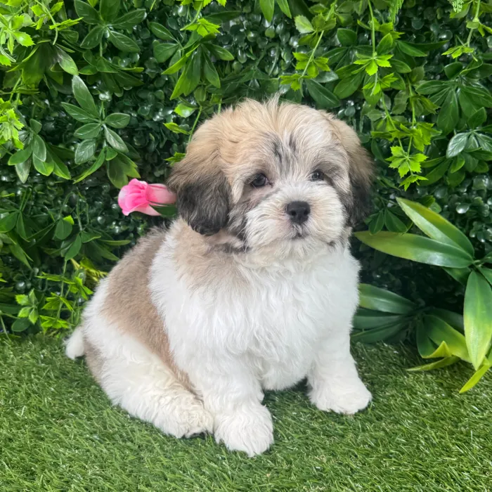 Male Teddy Bear puppy named Dex for sale at Puppy Dreams - Katy.