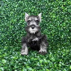 car_main_img_/media/ap_media/pets/LWJWTNOKGMUL141448.webp.250x250_q85.webp