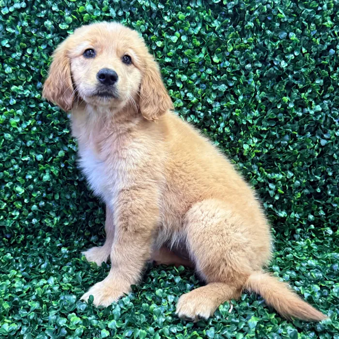 Female Golden Retriever puppy named Pickles for sale at Puppy Dreams - Missouri City.