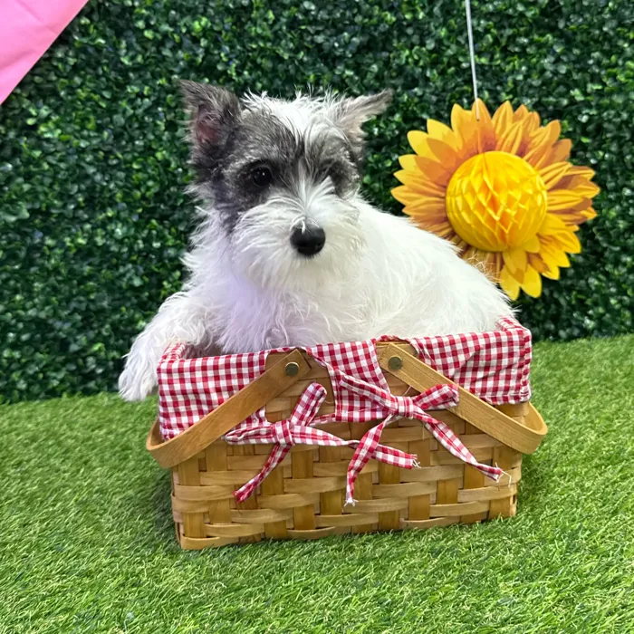 Female Mini Schnauzer puppy named Bloom for sale at Puppy Dreams - Missouri City.