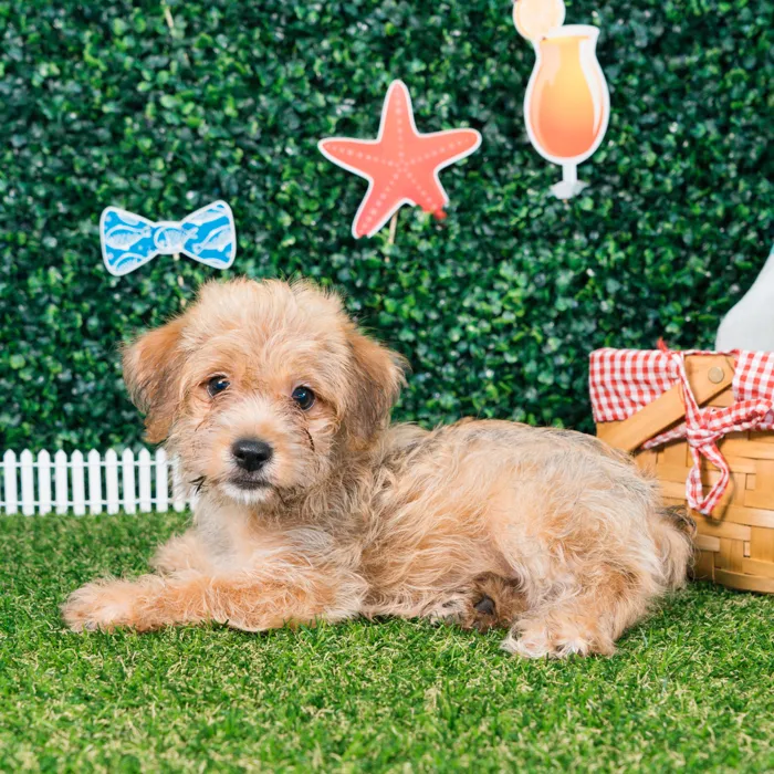 Male Yochon puppy named Bowie for sale at Puppy Dreams - Missouri City.