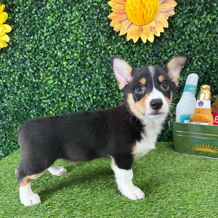 Male Pembroke Welsh Corgi puppy named Dilly for sale at Puppy Dreams - Missouri City.
