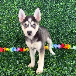 car_main_img_/media/ap_media/pets/MEKJIGKHAXGM132432.webp.250x250_q85.webp
