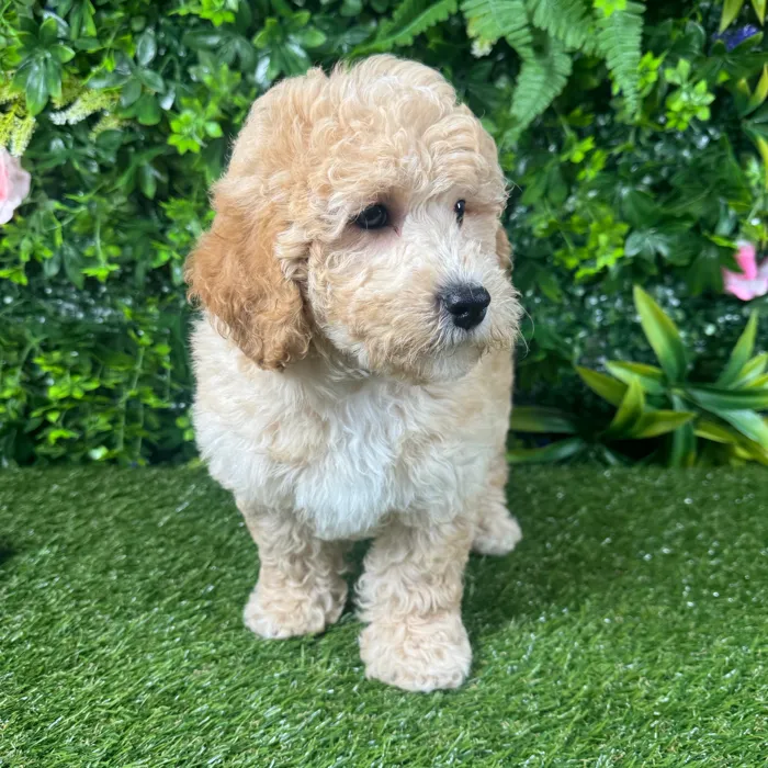 Male Mini Goldendoodle puppy for sale at Puppy Dreams - Katy.