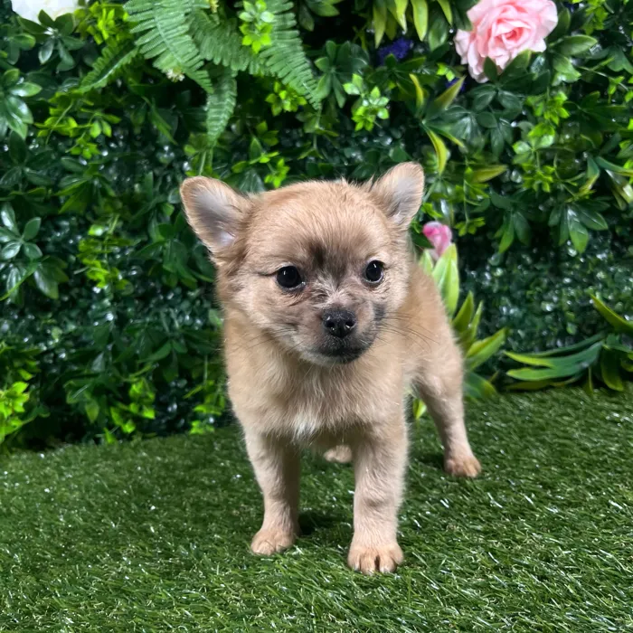 Female Pomchi puppy named Marina for sale at Puppy Dreams - Katy.