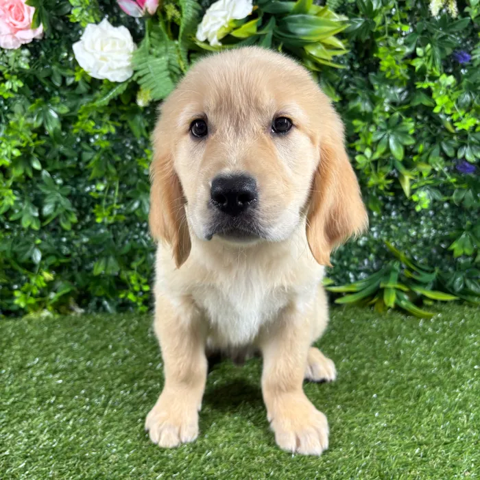 Male Golden Retriever puppy named Maui for sale at Puppy Dreams - Katy.