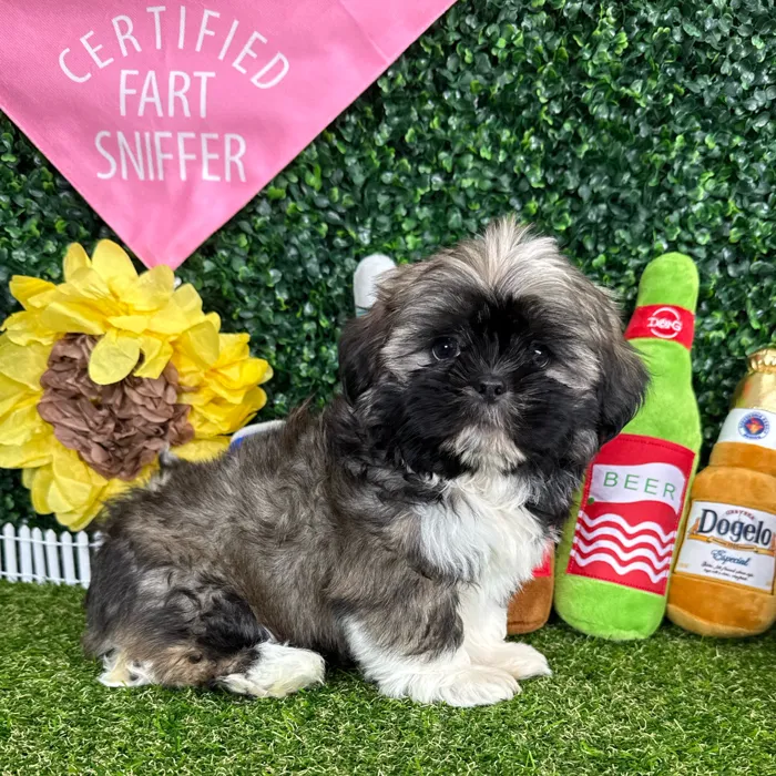 Male Shih Tzu puppy named Prince Eric for sale at Puppy Dreams - Missouri City.