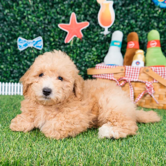 Male Bichon-Poodle puppy named Cannoli for sale at Puppy Dreams - Missouri City.