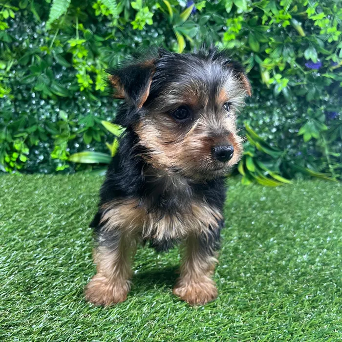 Male Morkie puppy named Comet for sale at Puppy Dreams - Katy.