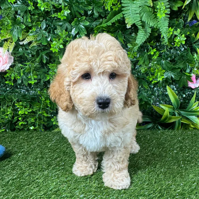 Male Mini Goldendoodle puppy for sale at Puppy Dreams - Katy.