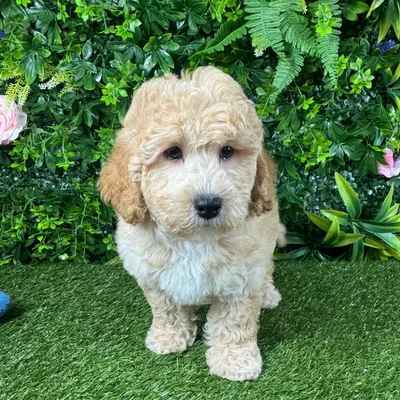 Male Mini Goldendoodle puppy for sale at Puppy Dreams - Katy.