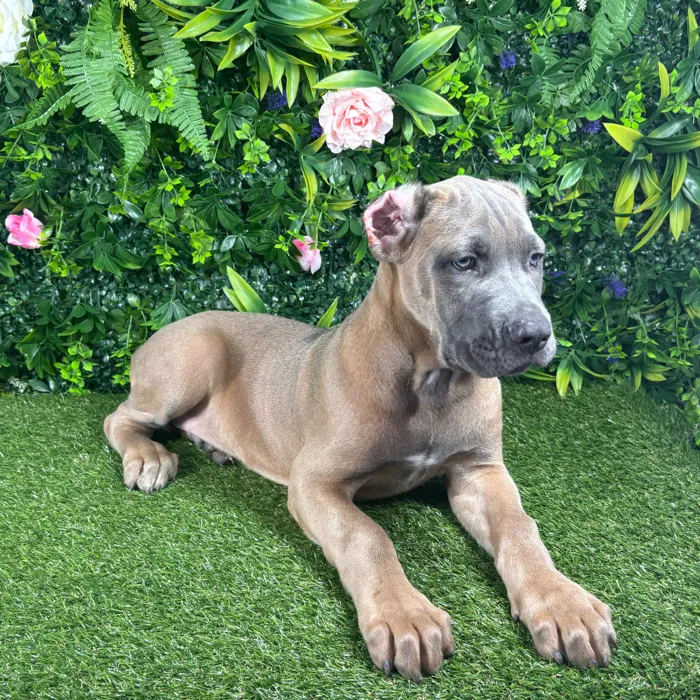 Male Cane Corso puppy named Salvatore for sale at Puppy Dreams - Katy.