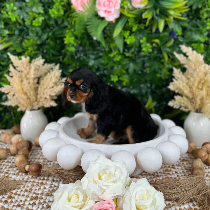 Male Cavalier King Charles Spaniel puppy named Domino for sale at Puppy Dreams - Katy.