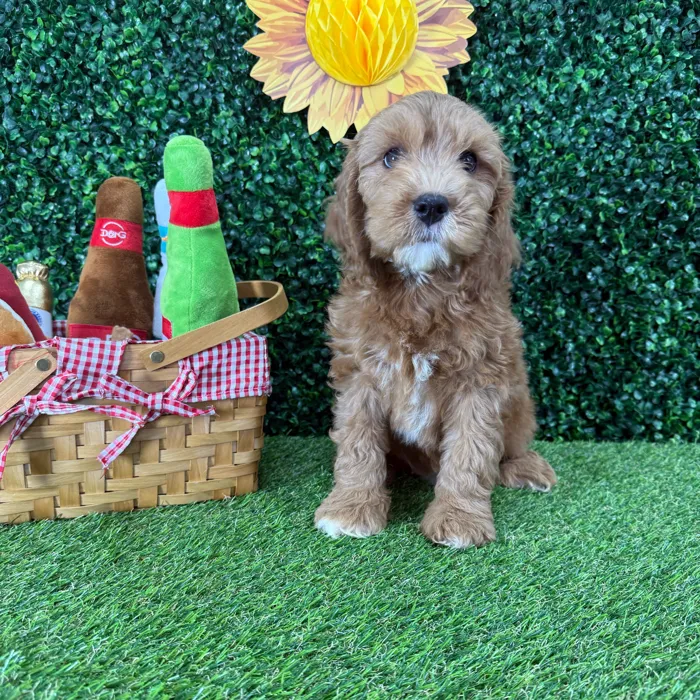 Female Mini Goldendoodle puppy named Tweety for sale at Puppy Dreams - Missouri City.
