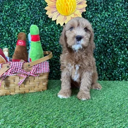 Female Mini Goldendoodle puppy named Tweety for sale at Puppy Dreams - Missouri City.