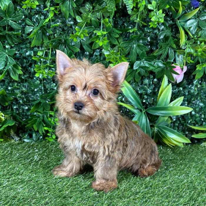 Female Yorkie puppy named Leila for sale at Puppy Dreams - Katy.