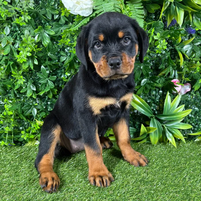 Female Rottweiler puppy named Kona for sale at Puppy Dreams - Katy.