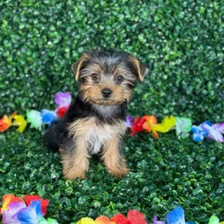 car_main_img_/media/ap_media/pets/MPICZANIEFUA132435.webp.250x250_q85.webp