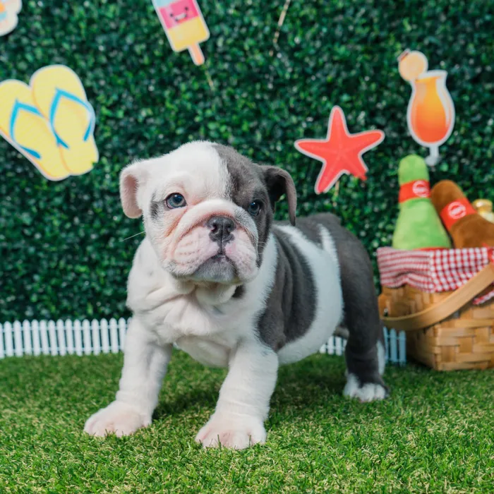 Female English Bulldog puppy named Shadow for sale at Puppy Dreams - Missouri City.