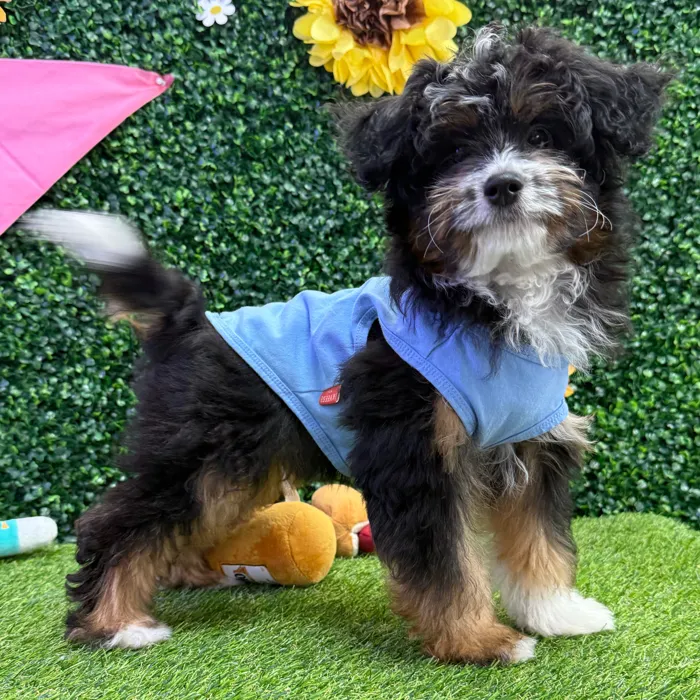 Male Aussie-Poo puppy named Nacho for sale at Puppy Dreams - Missouri City.
