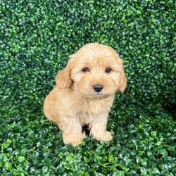 car_main_img_/media/ap_media/pets/MSYTBOSUBWRG135865.webp.250x250_q85.webp