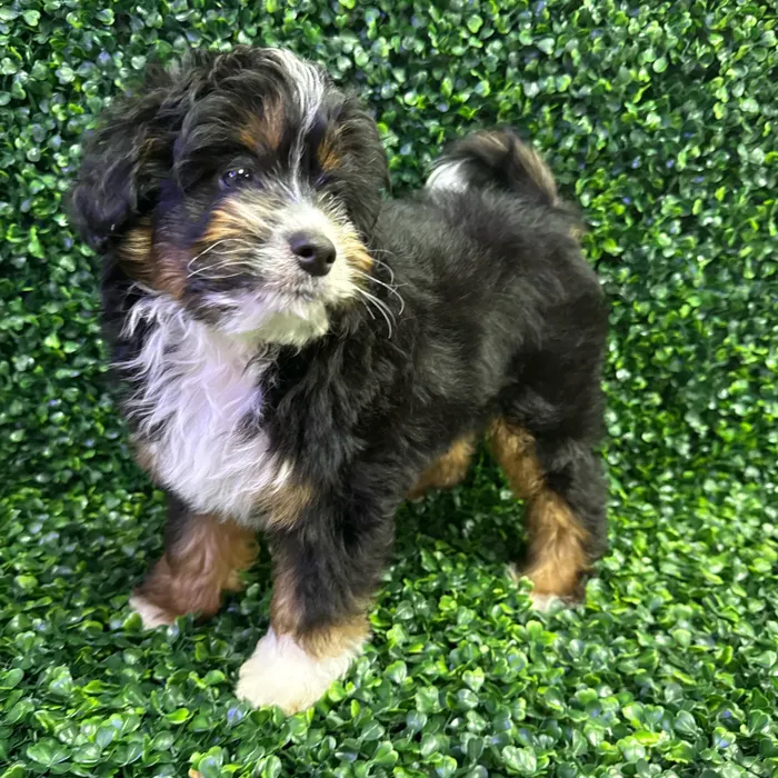 Male Aussie-Poo puppy named Nacho for sale at Puppy Dreams - Missouri City.