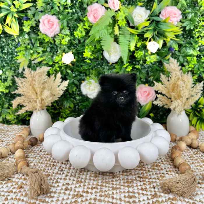 Male Pomeranian puppy named Jett for sale at Puppy Dreams - Katy.