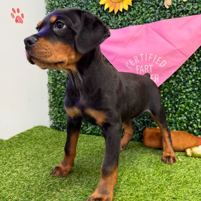 Male Rottweiler puppy named Tae for sale at Puppy Dreams - Missouri City.