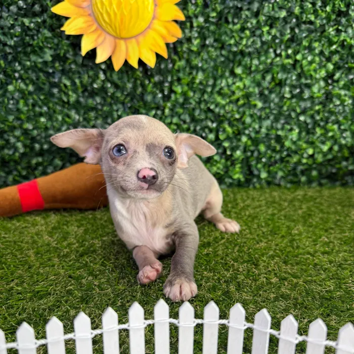 Female Chihuahua puppy named Tiny for sale at Puppy Dreams - Missouri City.