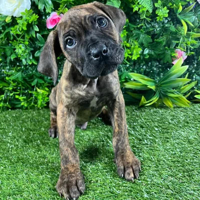Male Cane Corso puppy named Gatsby for sale at Puppy Dreams - Katy.