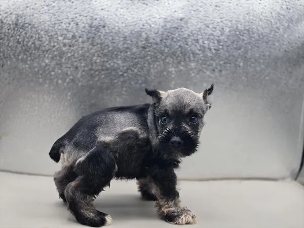 Male Mini Schnauzer puppy for sale at Puppy Dreams - Katy.