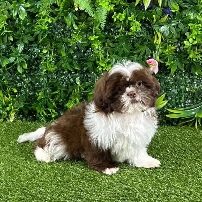 Female Shih Tzu puppy named Ginger for sale at Puppy Dreams - Katy.
