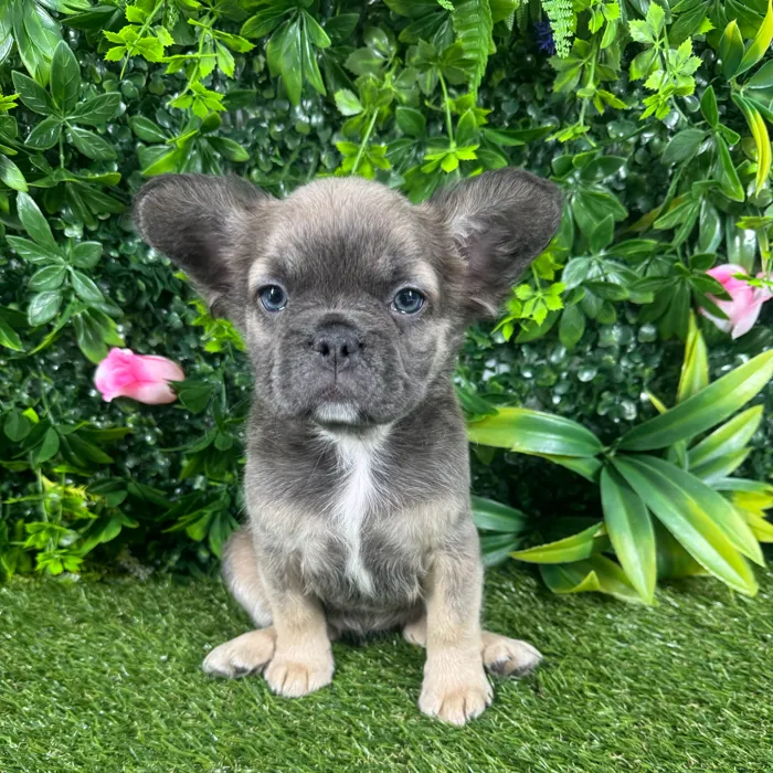 Female Fluffy French Bulldog puppy named Bambi for sale at Puppy Dreams - Katy.