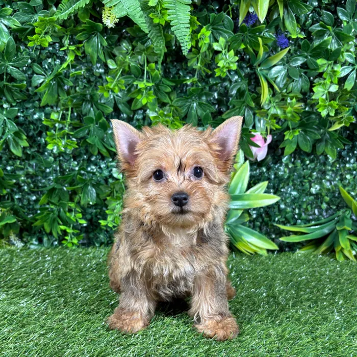 Female Yorkie puppy named Leila for sale at Puppy Dreams - Katy.