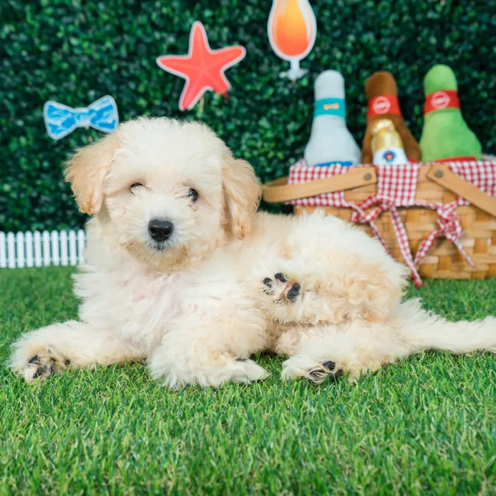 Female Bichon-Poodle puppy named Sugar for sale at Puppy Dreams - Missouri City.
