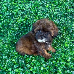 car_main_img_/media/ap_media/pets/NRRFNPYJKTKQ134611.webp.250x250_q85.webp