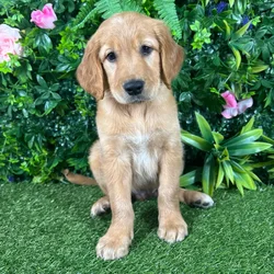 Male Golden Retriever puppy named Tucker for sale at Puppy Dreams - Katy.