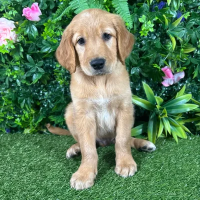Male Golden Retriever puppy named Tucker for sale at Puppy Dreams - Katy.