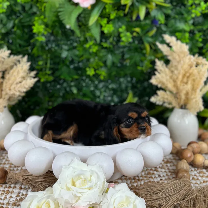 Male Cavalier King Charles Spaniel puppy named Domino for sale at Puppy Dreams - Katy.