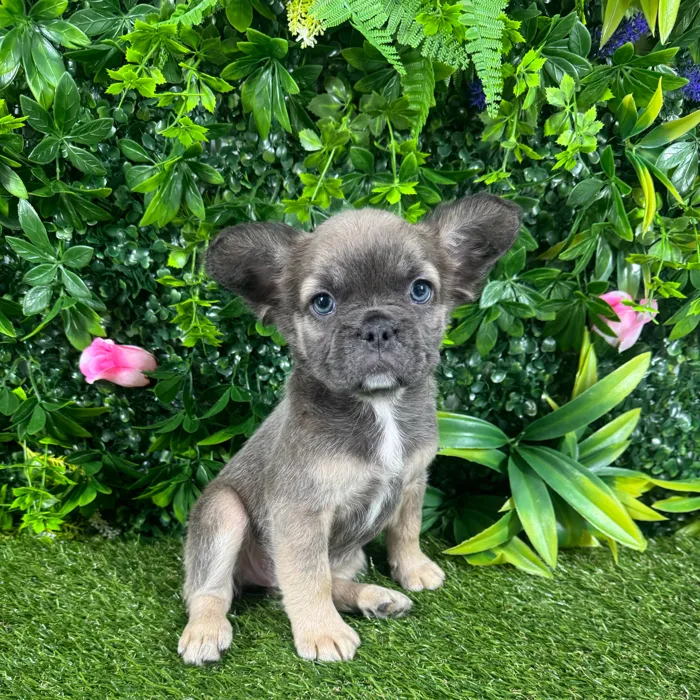 Female Fluffy French Bulldog puppy named Bambi for sale at Puppy Dreams - Katy.