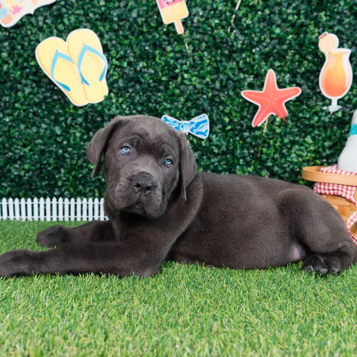 Male Cane Corso puppy named Dantae for sale at Puppy Dreams - Missouri City.