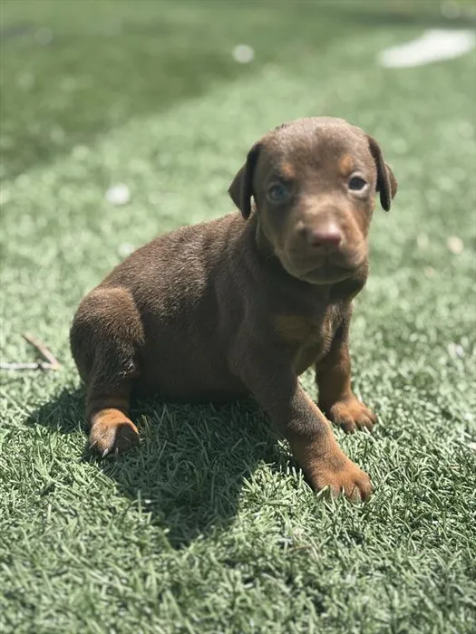 Female Doberman Pinscher puppy for sale at Puppy Dreams - Missouri City.