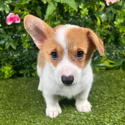 Male Pembroke Welsh Corgi puppy for sale at Puppy Dreams - Katy.