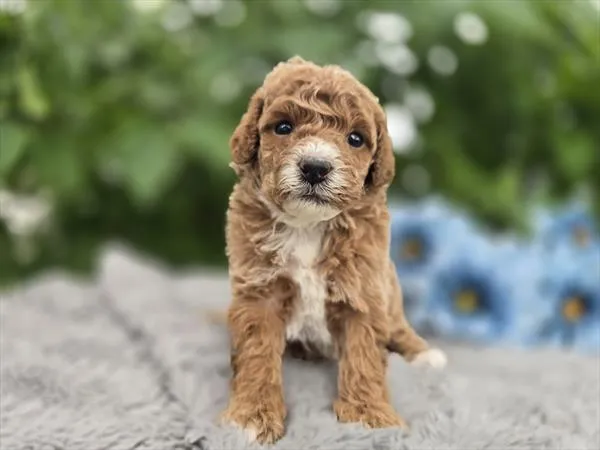 Male Goldendoodle puppy for sale at Puppy Dreams - Missouri City.