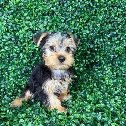 car_main_img_/media/ap_media/pets/OFYCFLACLHLN133386.webp.250x250_q85.webp