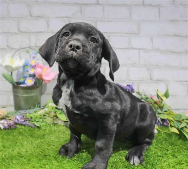 Female Cane Corso puppy for sale at Puppy Dreams - Missouri City.